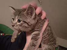 Рязанские спасатели три часа вытаскивали котёнка из вентшахты