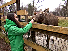 На Лосиной биостанции в Подмосковье выходили лосенка Федю