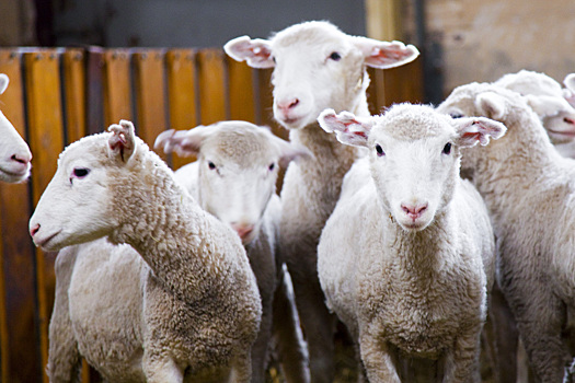 Пресечены факты ввоза сельскохозяйственных животных с нарушениями ветеринарных правил