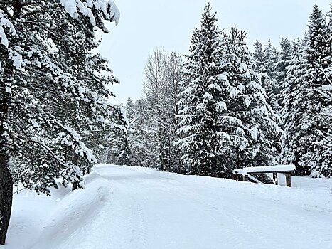 В регионе принимают новые меры по охране лесов и борьбе с незаконными рубками
