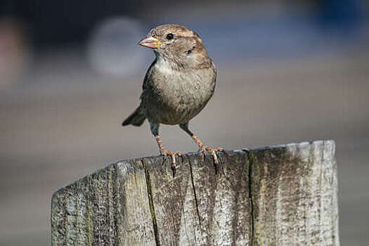 112: иностранцы устроили облаву на воробьев в селе Амурской области