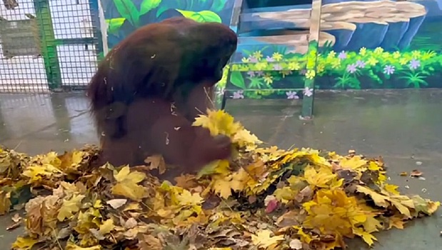 Обогащение среды: Ростовский зоопарк рассказал про сюрприз для орангутана