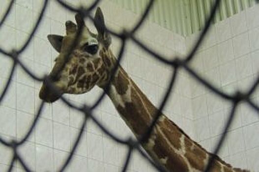 В Белгородском зоопарке может появиться жираф