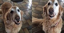 Девушка сообщила своей собаке, что у неё больше нет рака. Реакция животного на новость была неожиданной и трогательной