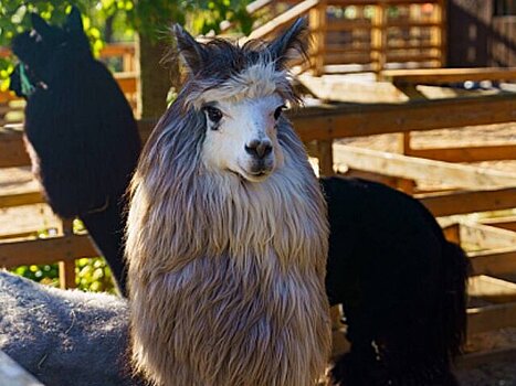 Поселившихся на "Городской ферме" ВДНХ альпака перевели на усиленное питание
