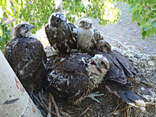 Новосибирцы показали поколение приемных птенцов-соколов