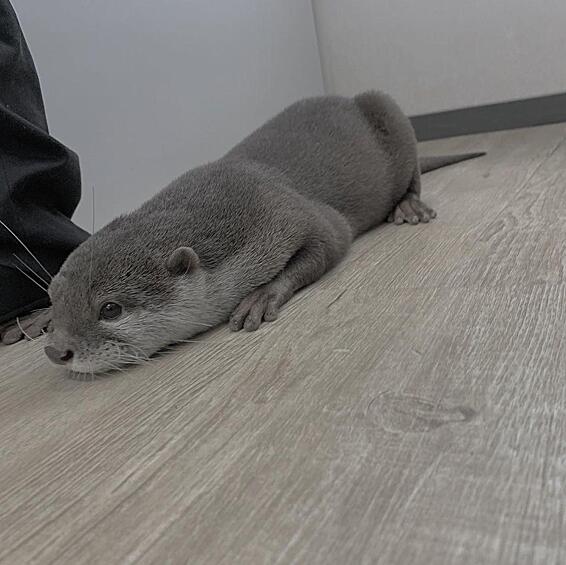 Спит в прихожей.