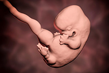 Российские ученые научились находить патологии в мозге эмбриона на первых неделях беременности