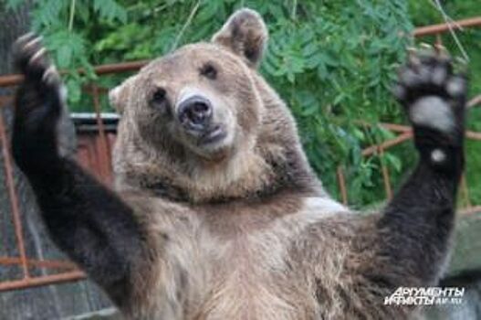 С 1 декабря в Нижегородской области запрещается охота на медведя
