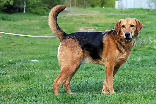 В Москве пройдет благотворительный забег «Беги за другом»