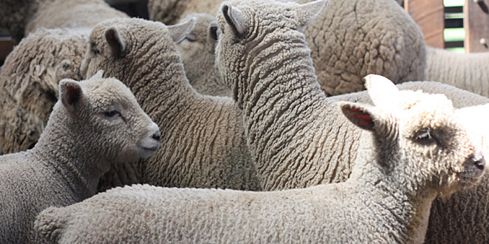 Паром со стадом овец перевернулся у берегов Румынии