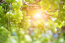 Крымский винодел восстановил четыре древних автохтонных сорта винограда