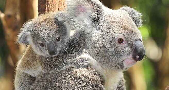 В Австралии выбрали самого милого коалу
