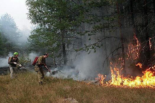 Председатель Правительства РФ предложил поощрять регионы за эффективные мероприятия по охране лесов