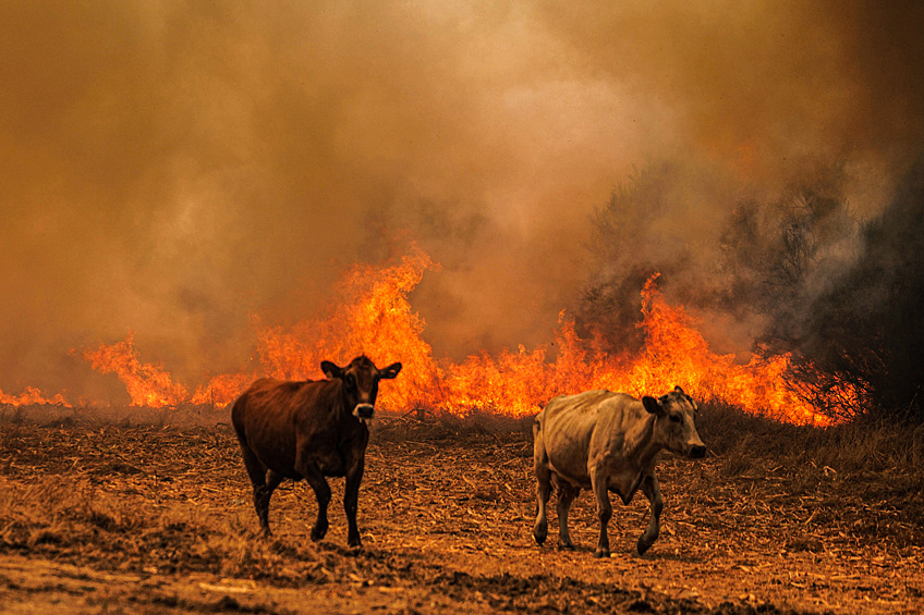 Коровы убегают от огня во время лесного пожара в Кинтеле, Португалия, 14 августа 2025 года