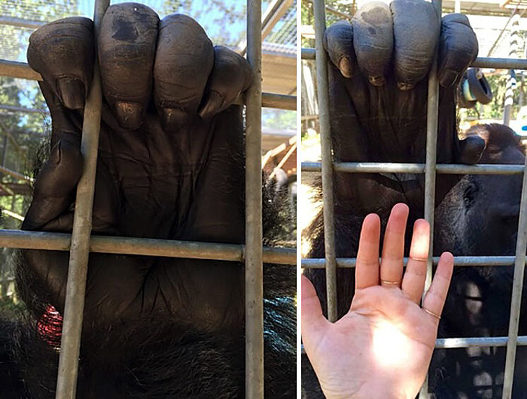 Рука гориллы.
