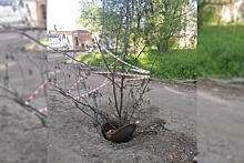 Грут - страж канализации: в Ярославле в открытый люк вставили большую ветку