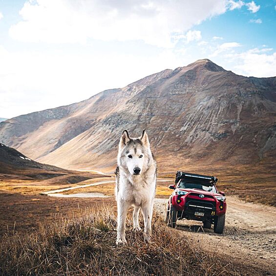 Звезда Instagram Локи — помесь собаки и волка.