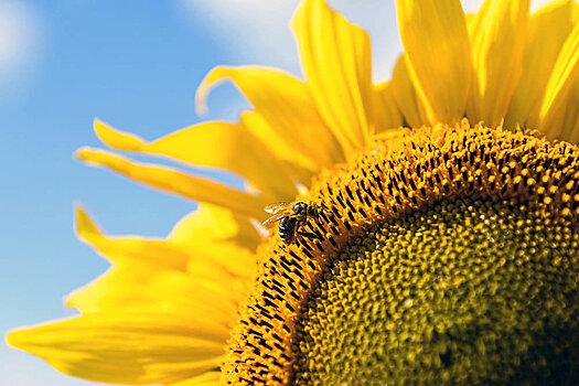 Из-за засухи на юге и в центре РФ ожидается низкий урожай подсолнечника