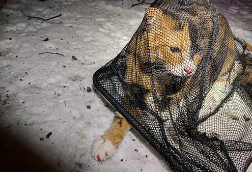 Спасатели поймали в сачок кошку с алым "маникюром"