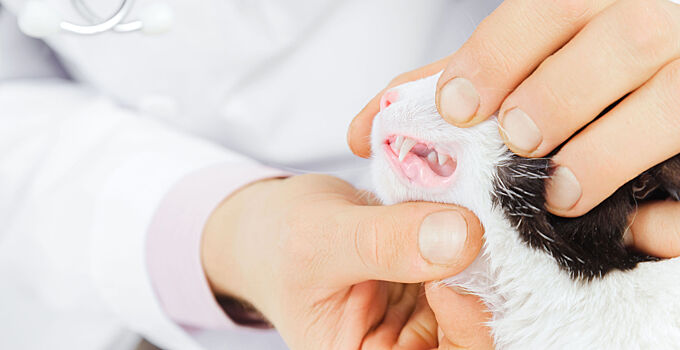 Ветеринары рекомендуют регулярно чистить зубы питомцам