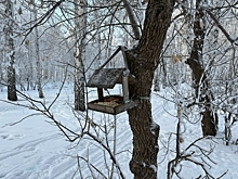 В Омскую область прилетели вестники весны