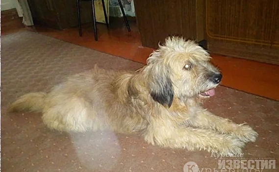 Бездомного пса из Курска приютили в Москве