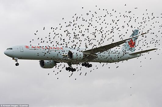 Сколько птиц в день в среднем убивают самолеты?