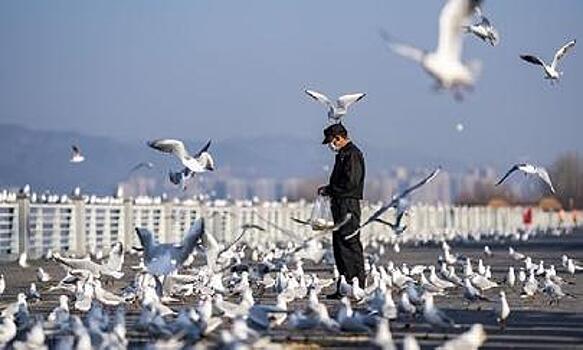 Охранник курорта в китайском Куньмине временно стал птичьим кормильцем