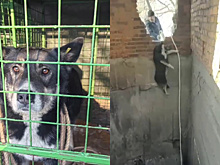 Благовещенцы спасли собаку, которую выбросили в глубокий колодец