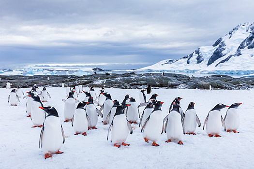В Антарктиде обнаружена колония редких пингвинов