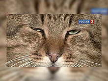 Пермский кот получил оклад в 400 тысяч и личного водителя