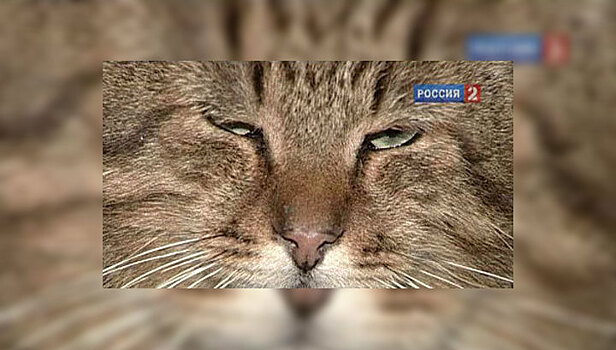 Пермский кот получил оклад в 400 тысяч и личного водителя