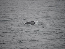 Во Владивостоке в бухту Золотой Рог зашел кит-горбач