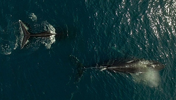 За год чукотские китобои добыли 120 китов