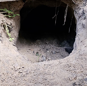 Нелегалы прорыли туннель, чтобы попасть из Белоруссии в Польшу