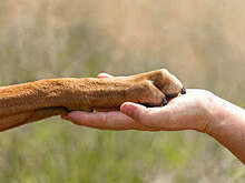 В Приморье мужчину уличили в забое и употреблении домашних животных в пищу