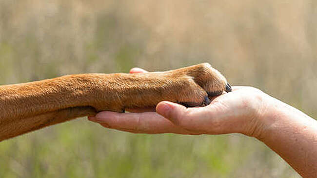 В Приморье мужчину уличили в забое и употреблении домашних животных в пищу