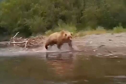 Агрессивная медведица набросилась на туристов на Камчатке и попала на видео
