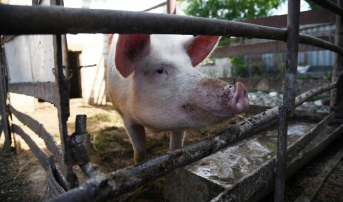 В Волгоградской области выявили очаг африканской чумы свиней
