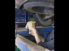 Ярославский котенок «зайцем» прокатился до Костромы