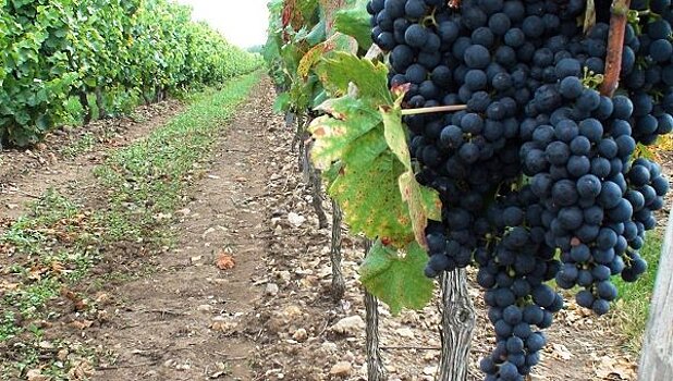 Более 27 тыс га новых виноградников будут заложены до 2020 года