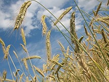 Продавцов несертифицированных семян предлагают штрафовать на миллион рублей