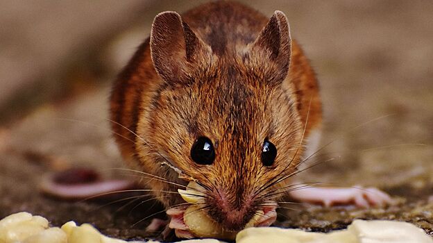 У мышей нашли нейроны голода
