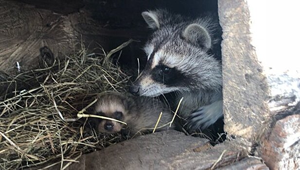 Самка енота родила рекордное число детенышей