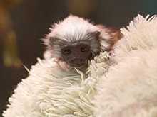 В зоопарке Новосибирска подрастает редкий эдипов тамарин Бусинка