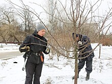 В «Усадьбе Воронцово» провели первую санитарную обрезку молодых яблонь