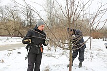 В «Усадьбе Воронцово» провели первую санитарную обрезку молодых яблонь