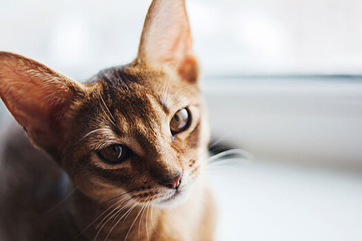 Pravda.Ru: проявление уважения поможет завоевать доверие кошки