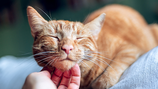 Что урчит и тарахтит внутри кошки